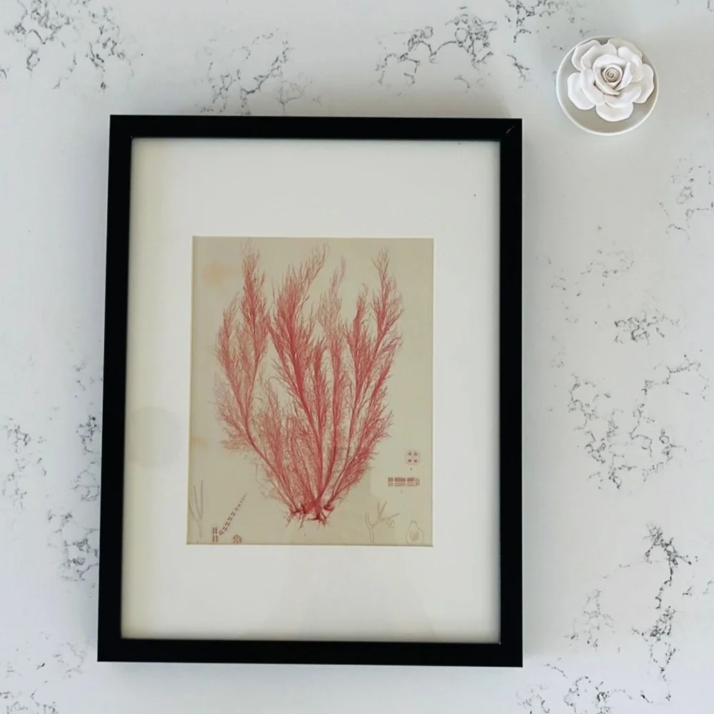 IKEA Minimalist Coral Wall Decor